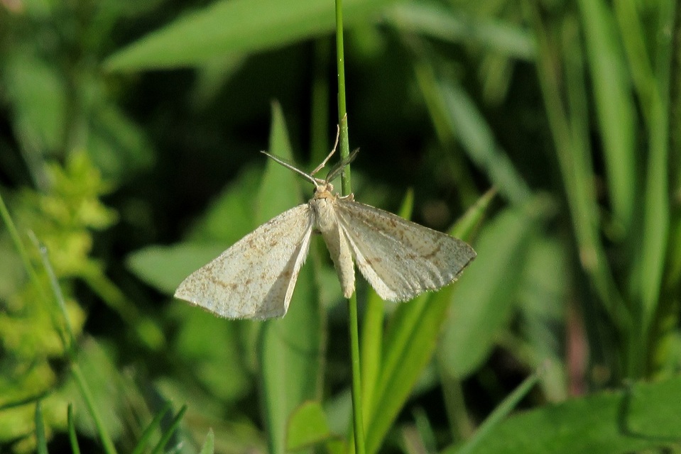 Hypoxystis pluviaria - hegyesszárnyú lápiaraszoló