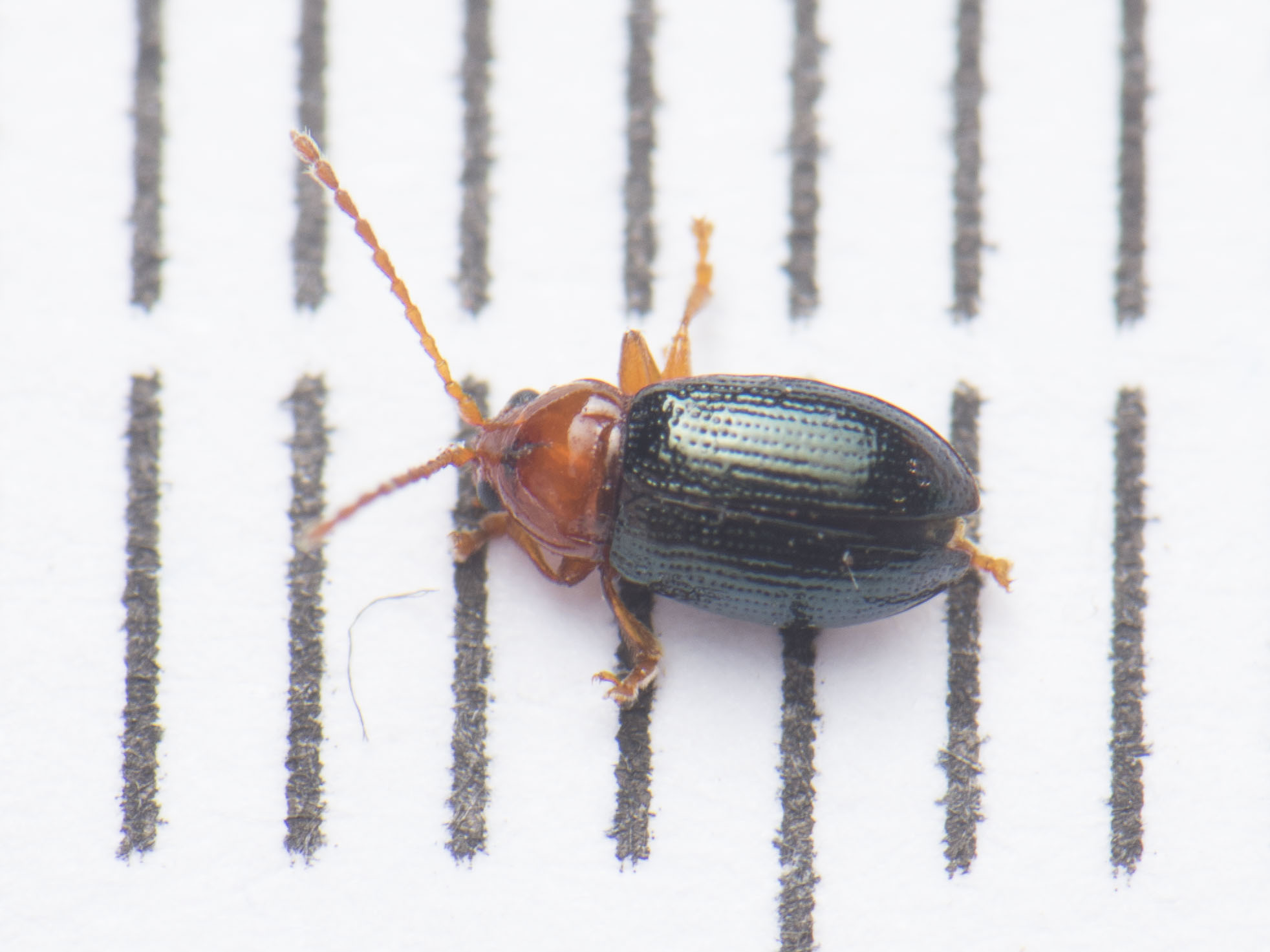Derocrepis rufipes - ékes bükköny-földibolha