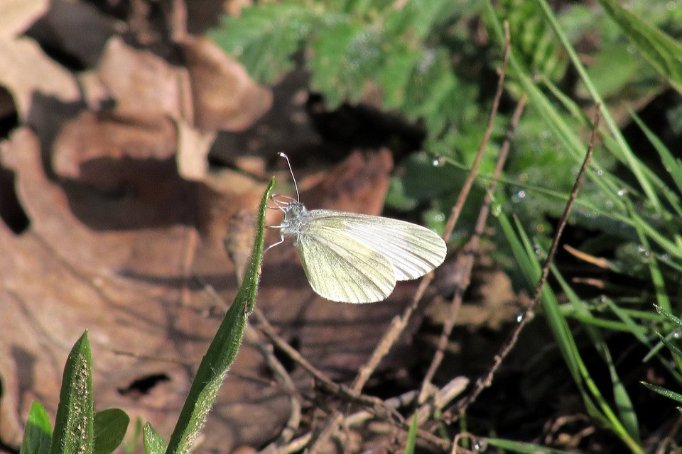 Leptidea sinapis - mustárlepke