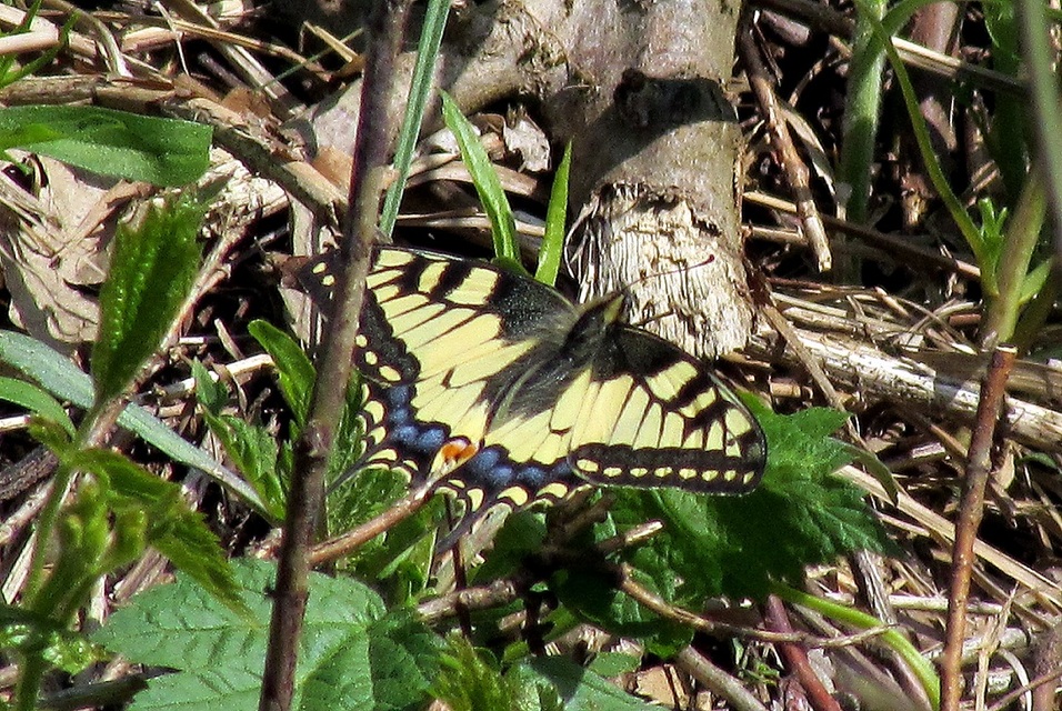 Papilio machaon - fecskefarkú lepke