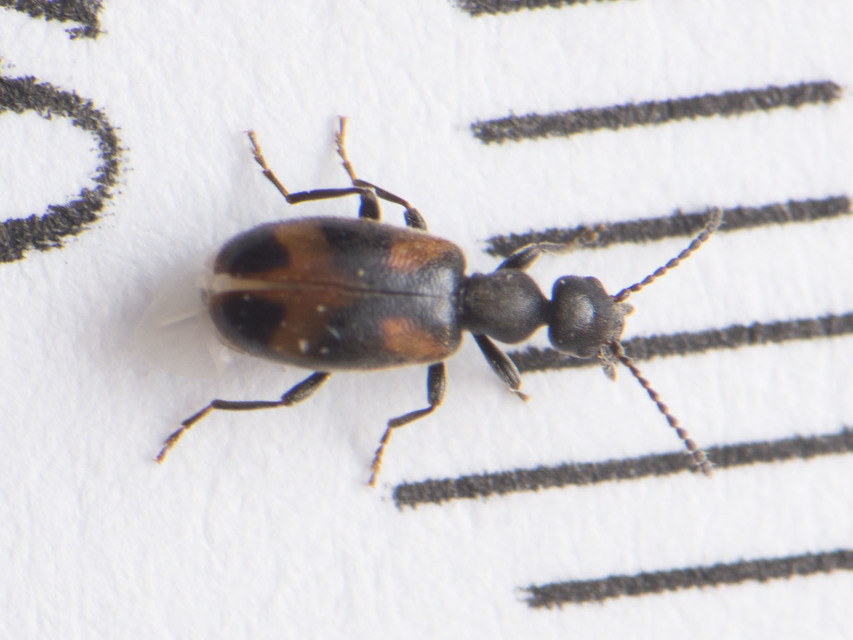 Anthicus antherinus - közönséges fürgebogár