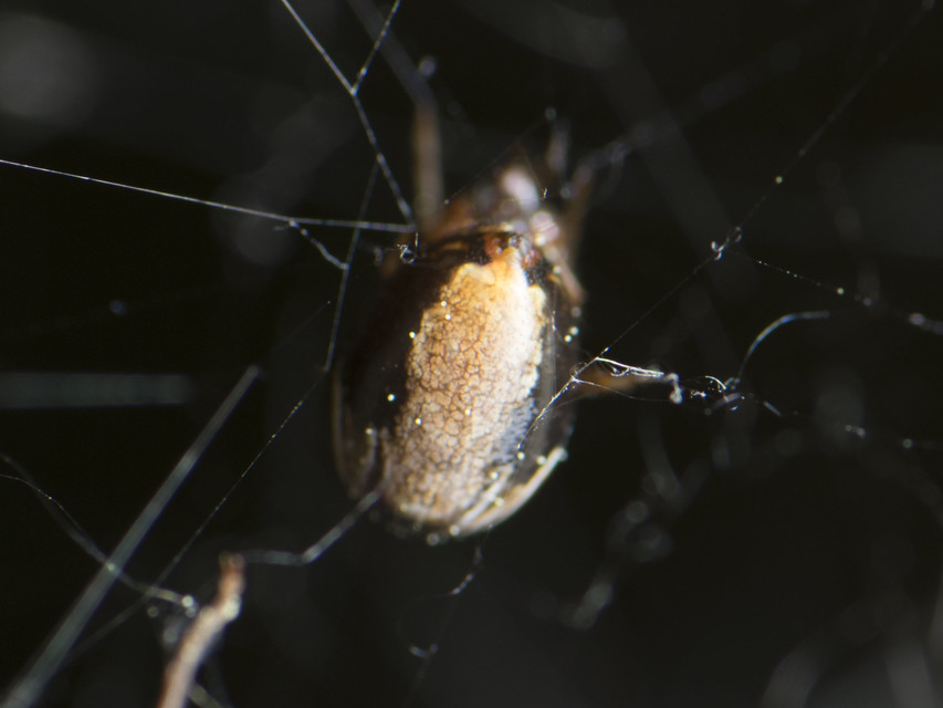 Parasteatoda lunata - holdas törpepók