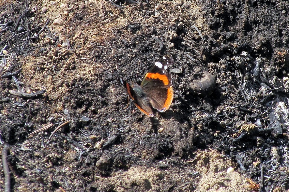 Vanessa atalanta - atalantalepke