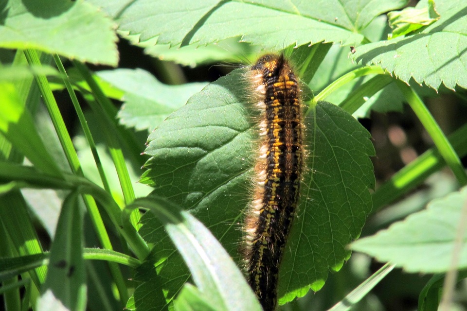 Euthrix potatoria - szomjas pohók
