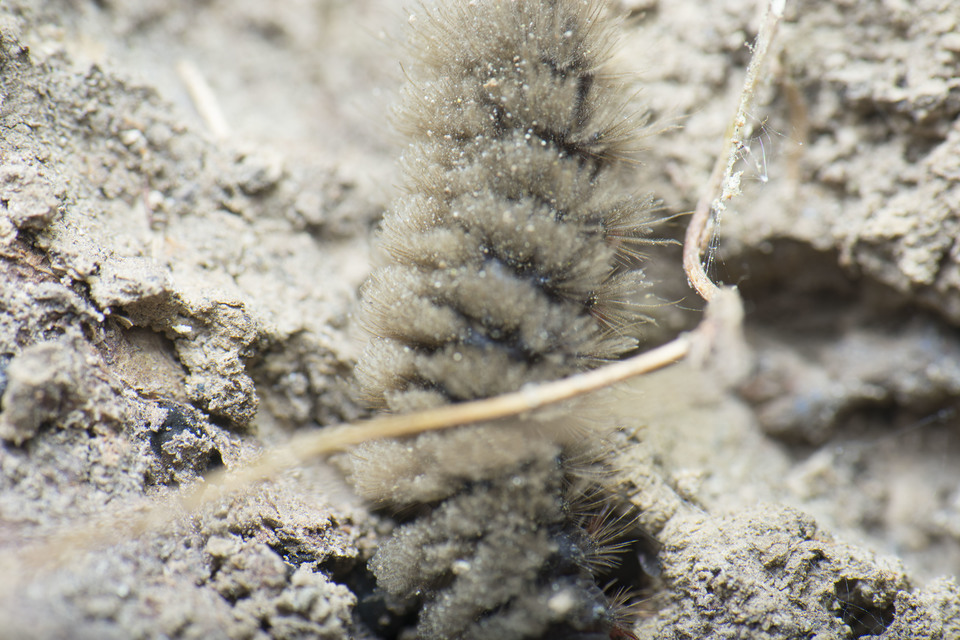 Amata phegea - fehérpettyes álcsüngőlepke