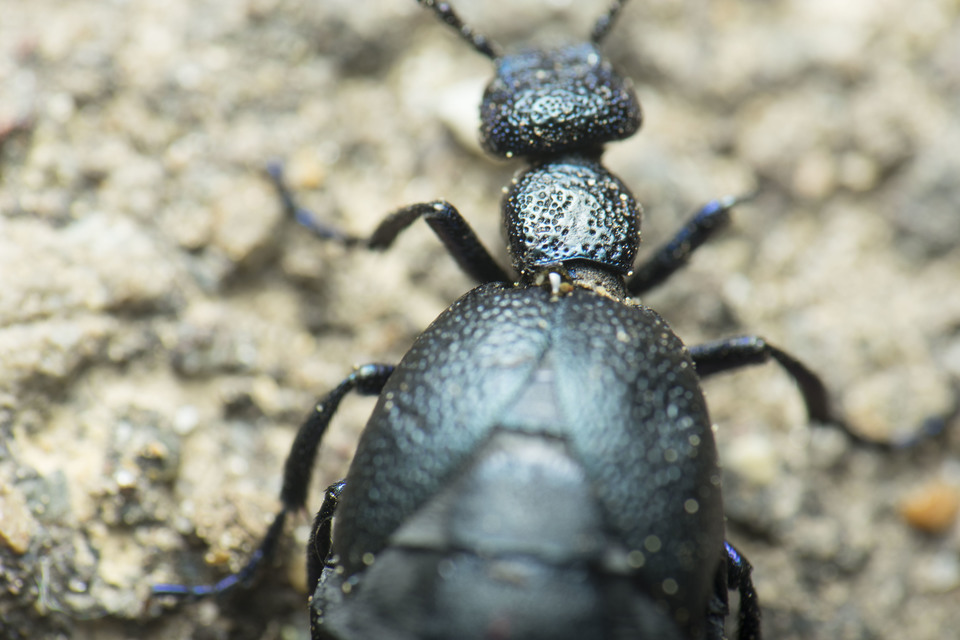 Meloe proscarabaeus - közönséges nünüke Meloe proscarabaeus - közönséges nünüke