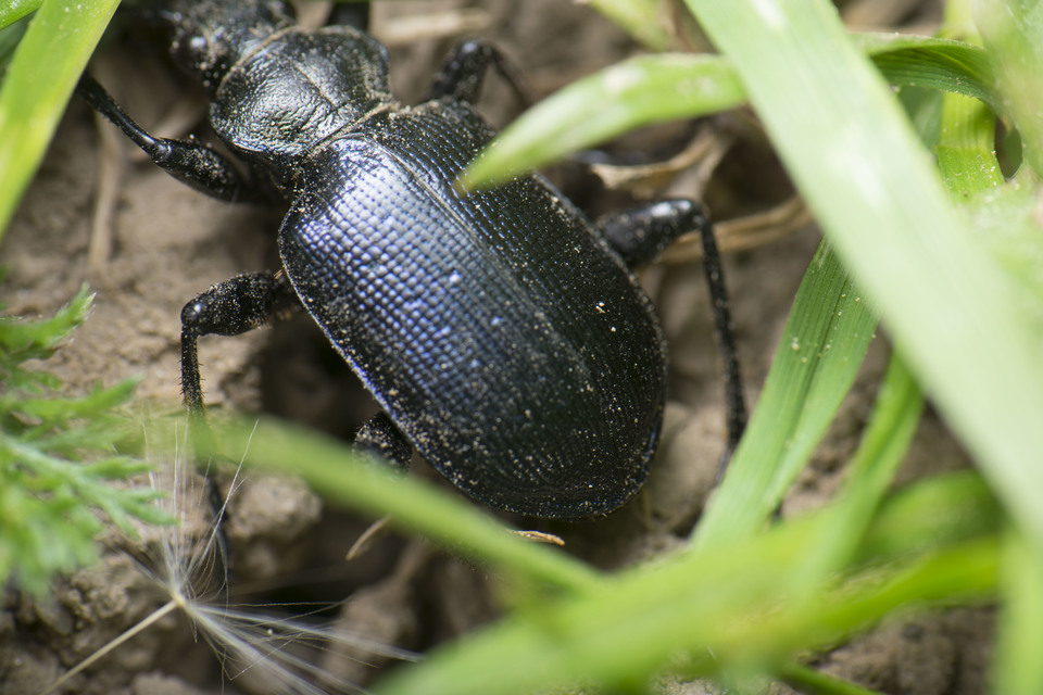 Calosoma inquisitor - kis bábrabló