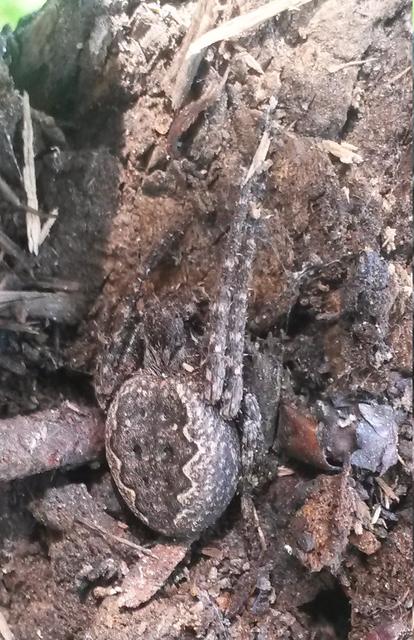 Nuctenea umbratica - közönséges rés-keresztespók