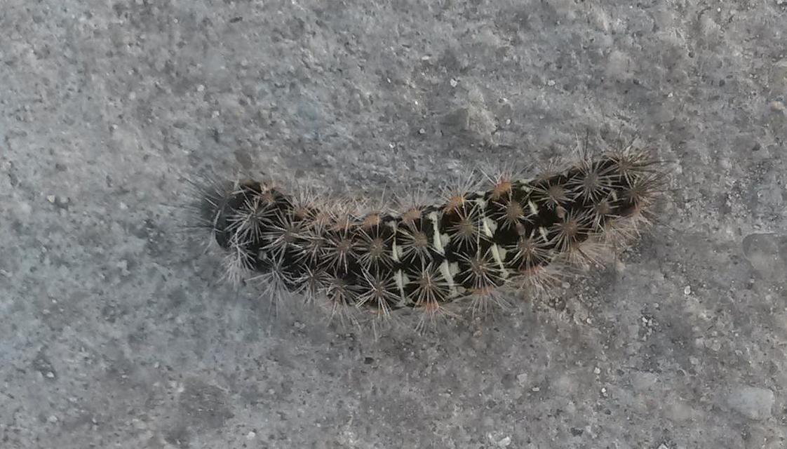 Pentophera morio - réti gyapjaslepke