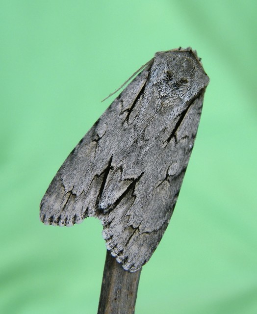 Acronicta tridens - barnás szigonyosbagoly