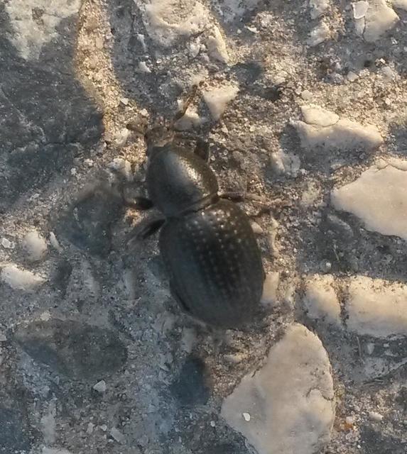 Psallidium maxillosum - fekete barkó