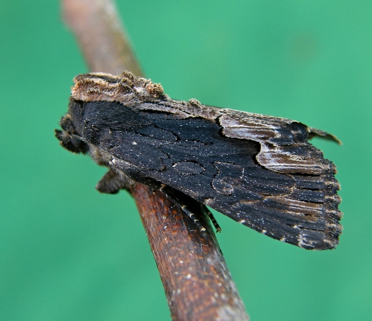 Dypterygia scabriuscula - szurokbarna nyáribagoly