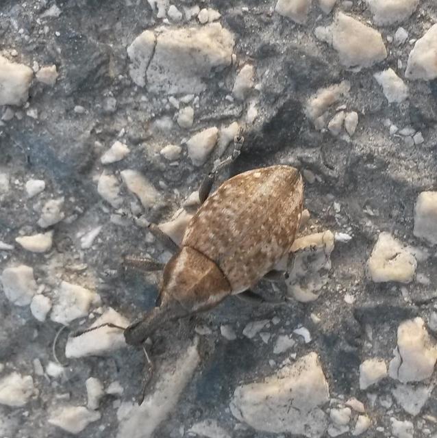 Lepyrus capucinus - pettyes fűzormányos