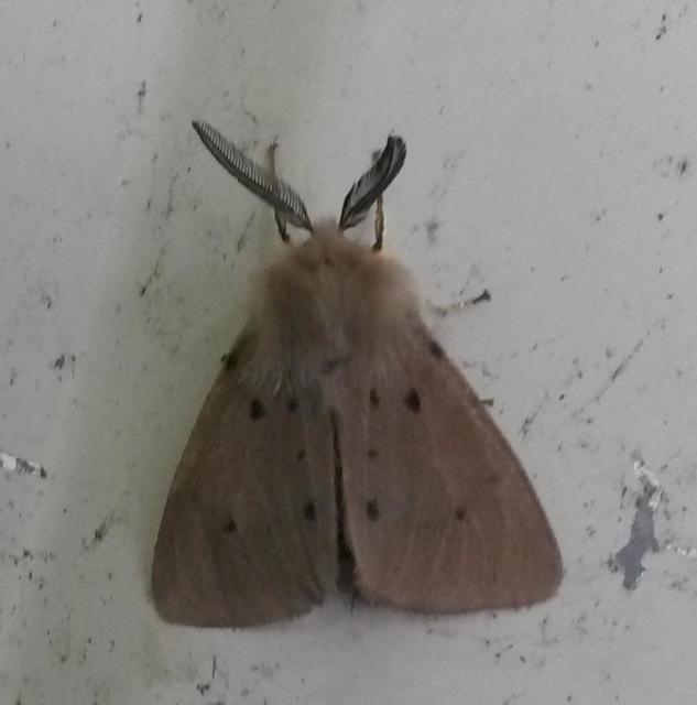 Diaphora mendica - felemás medvelepke