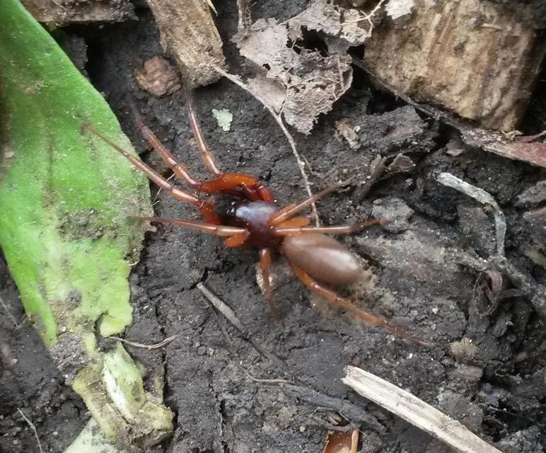 Dysderidae - fojtópókok