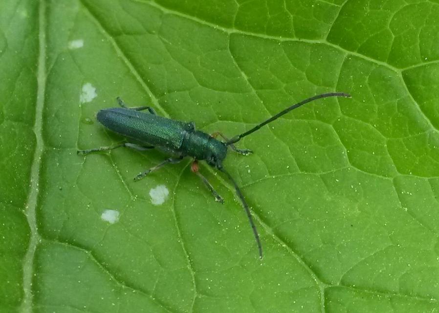 Phytoecia caerulea - fémzöld fűcincér Phytoecia caerulea - fémzöld fűcincér