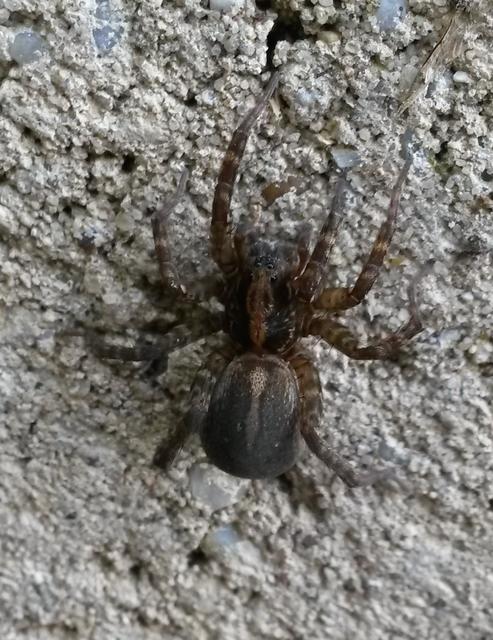 Trochosa