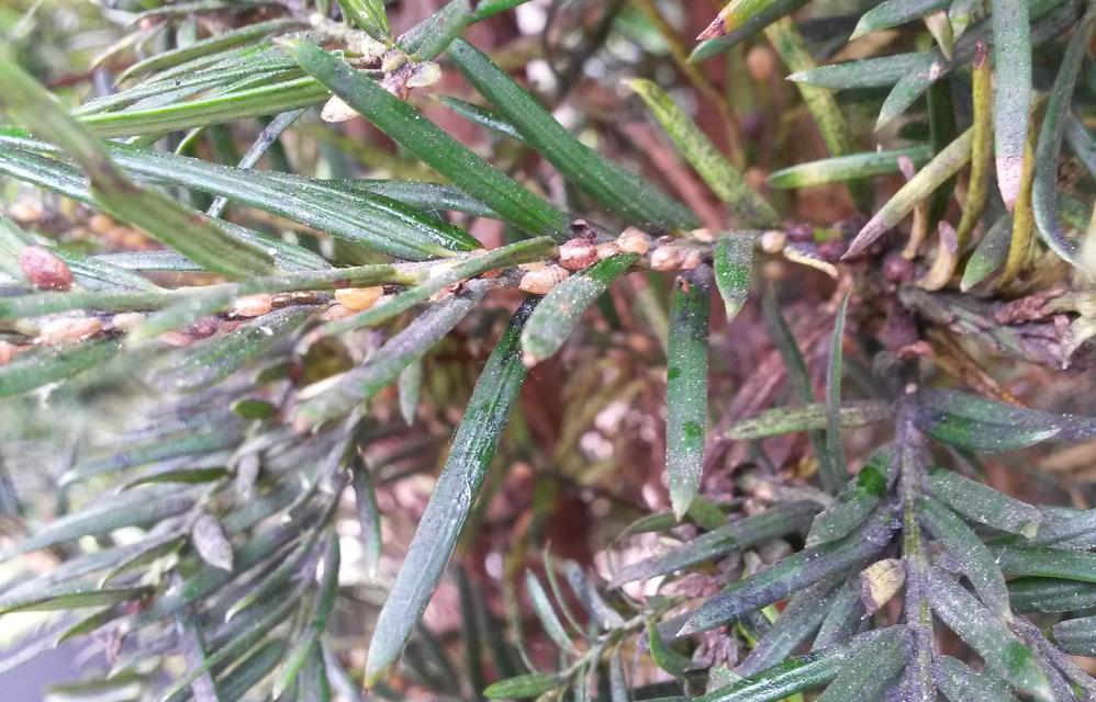 Coccidae