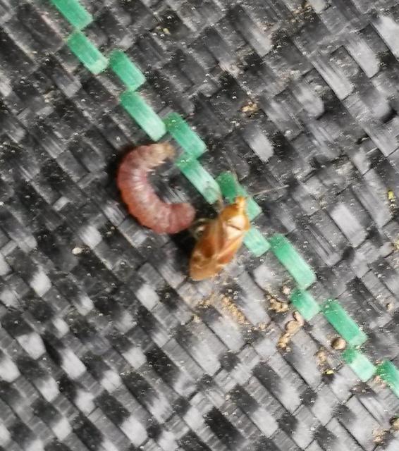Harpocera