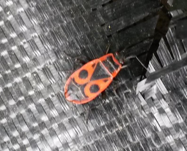 Pyrrhocoris apterus - verőköltő poloska