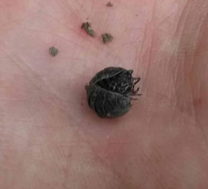 Armadillidium vulgare - szürke gömbászka