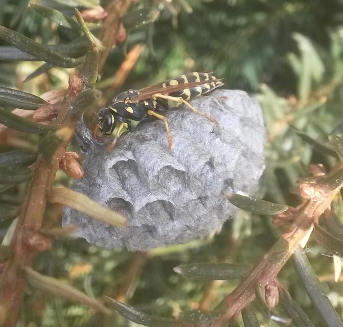 Polistes - papírdarazsak