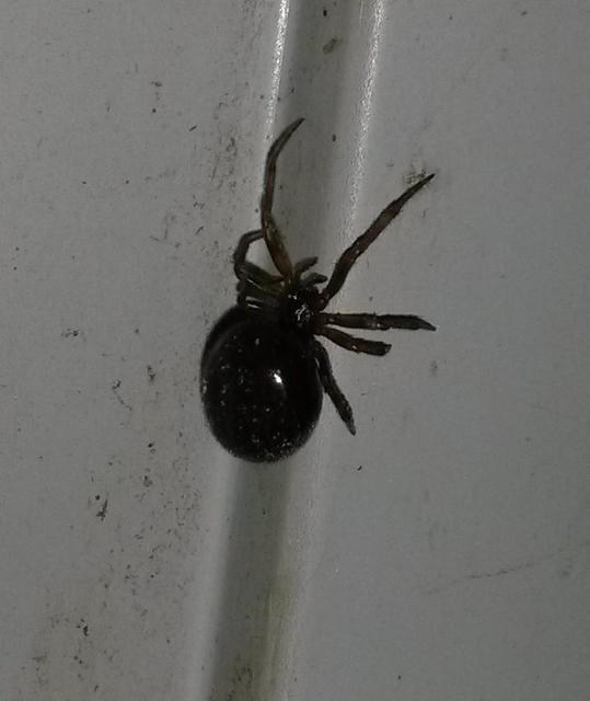 Steatoda grossa - nagy faggyúpók