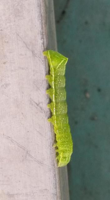 Amphipyra pyramidea - fahéjszínű bagoly