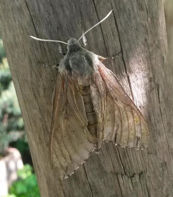 Hyloicus pinastri - fenyőszender