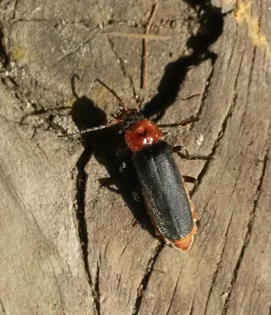 Cantharis rustica - suszterbogár