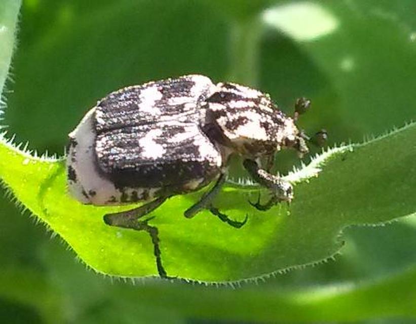 Valgus hemipterus - suta virágbogár