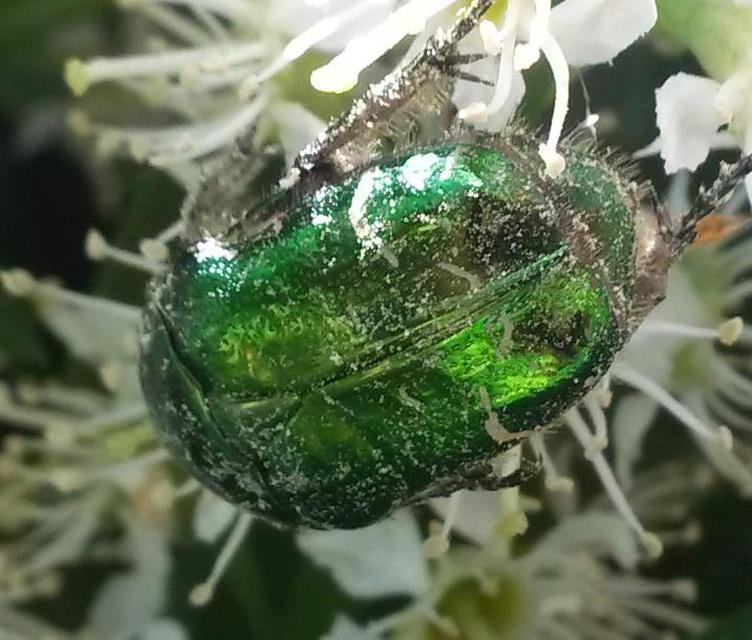 Cetonia aurata - aranyos virágbogár