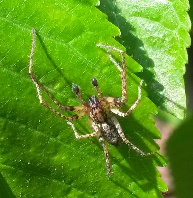 Anyphaena accentuata - jegyespók
