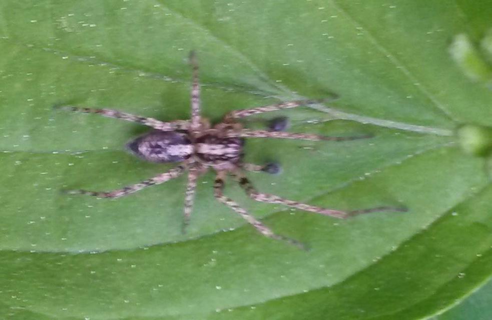 Anyphaena accentuata - jegyespók