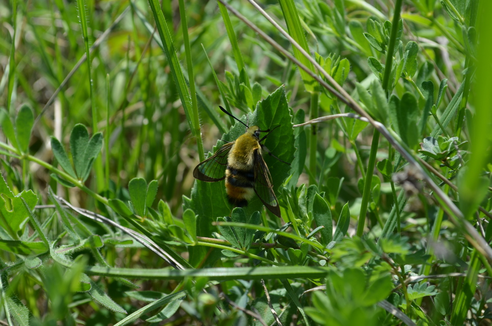 Hemaris tityus - pöszörszender Hemaris tityus - pöszörszender