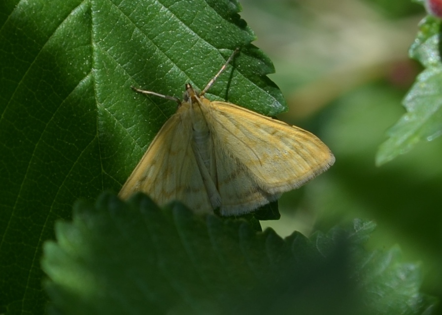 Sitochroa verticalis - világossárga dudvamoly