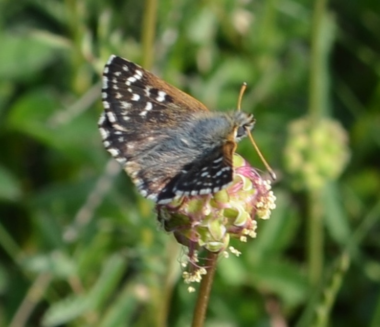 Spialia orbifer - törpe busalepke