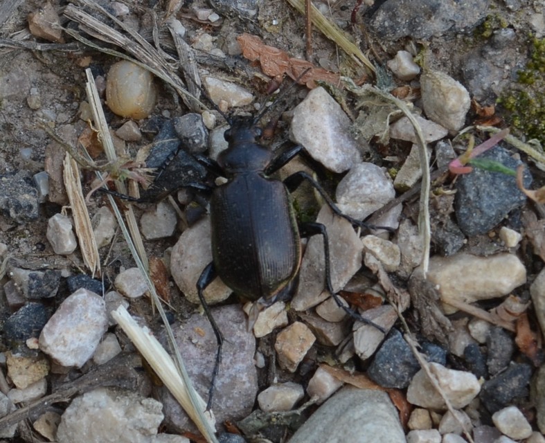 Calosoma inquisitor - kis bábrabló