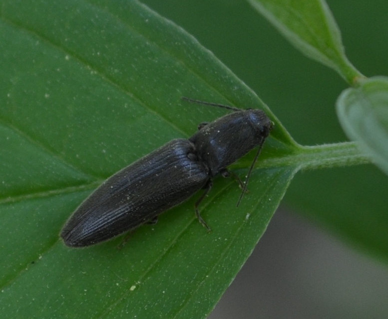 Athous haemorrhoidalis - szurkos pattanó
