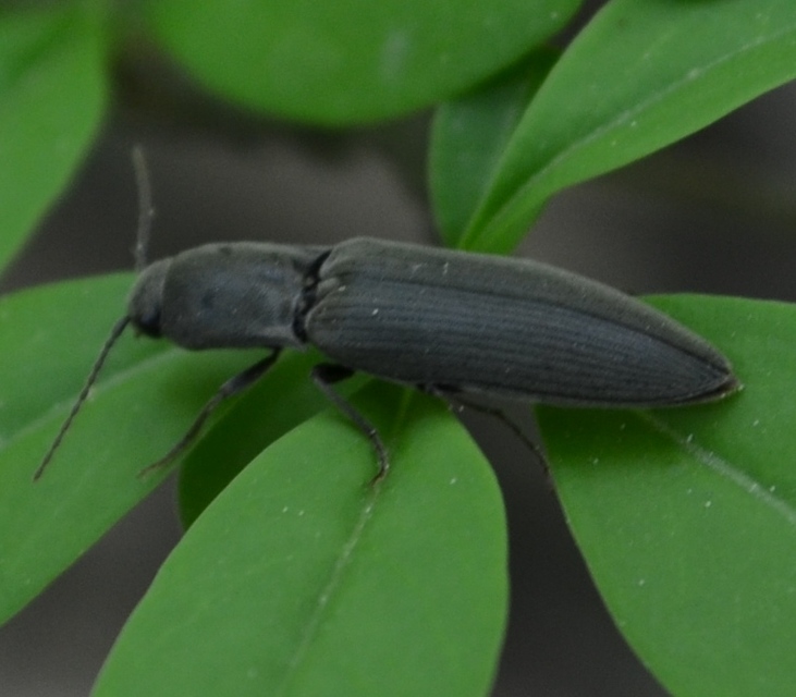 Agriotes pilosellus - erdei pattanó