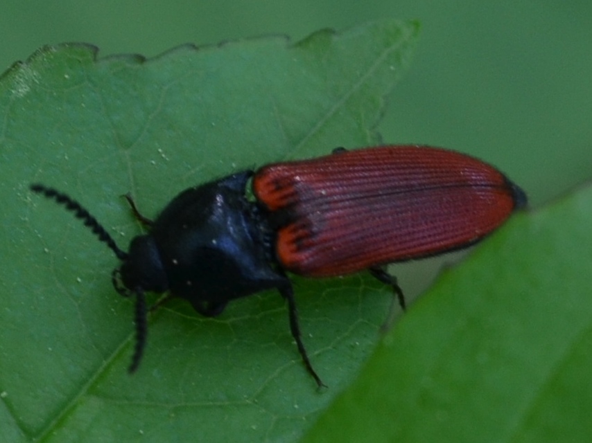 Ampedus