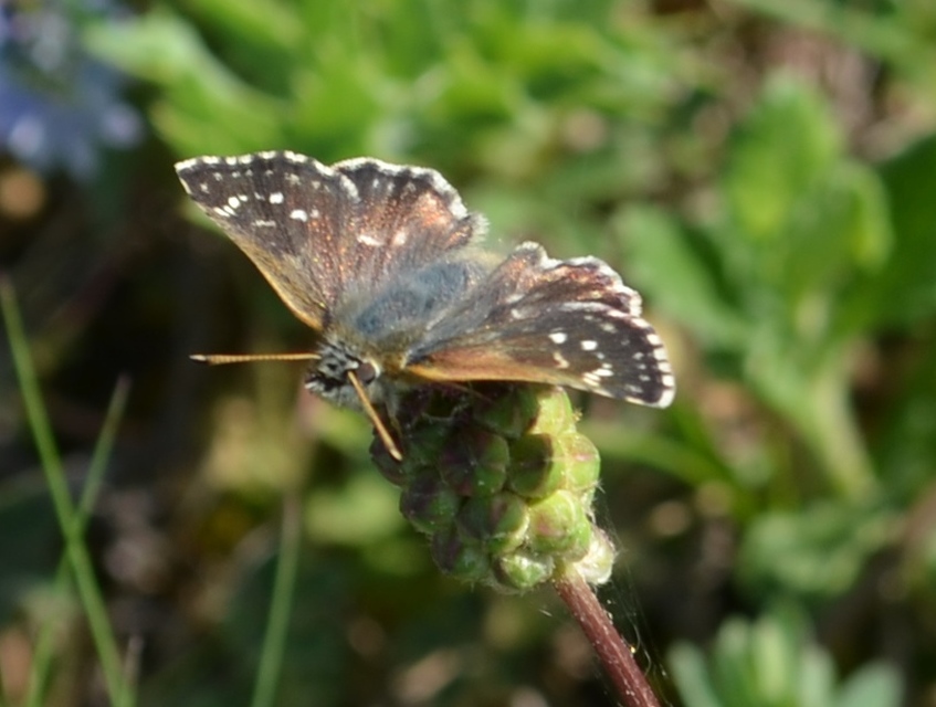 Spialia orbifer - törpe busalepke