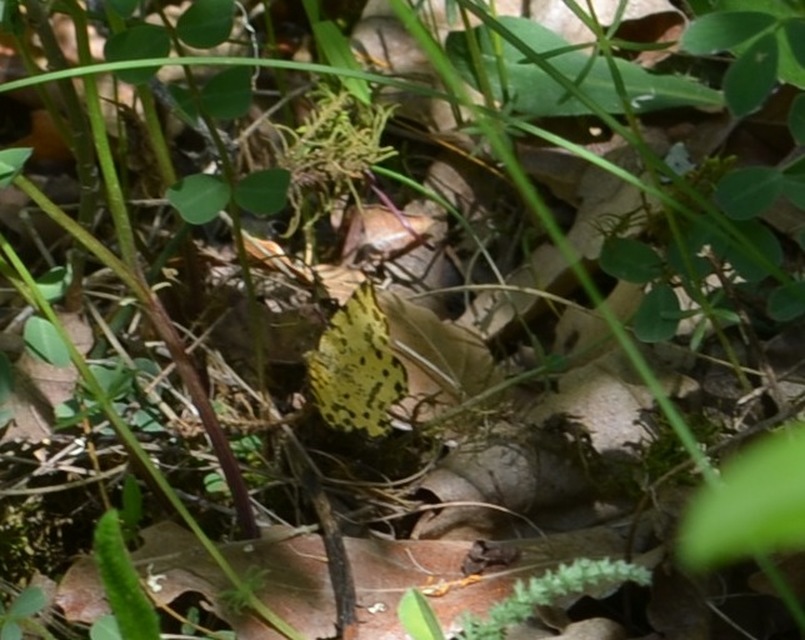 Pseudopanthera macularia - párducfoltos araszoló