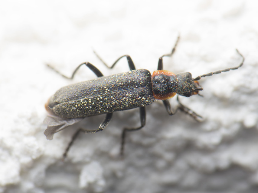 Cantharis liburnica - déli lágybogár