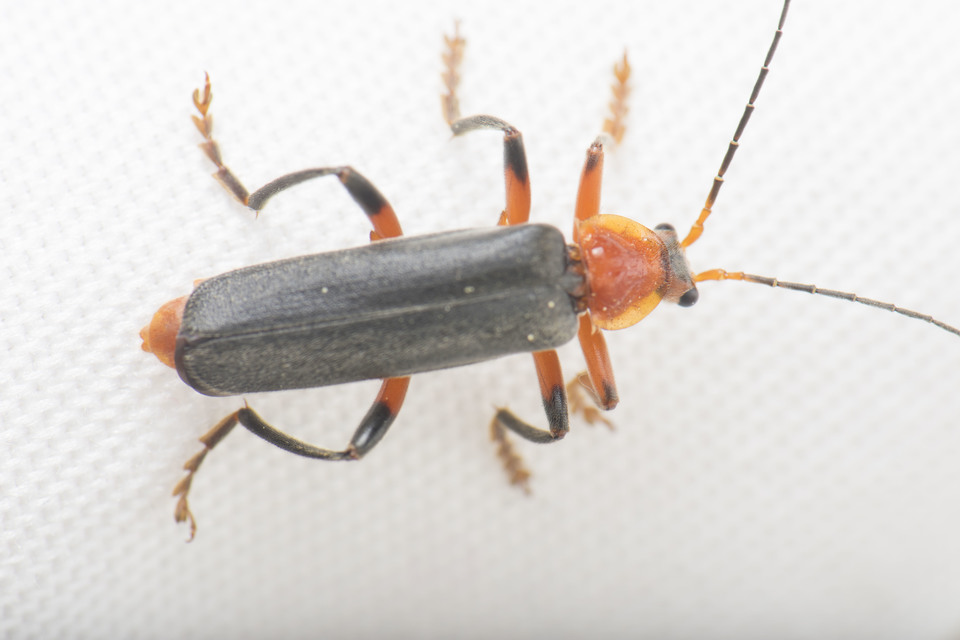 Cantharis livida - mezei lágybogár