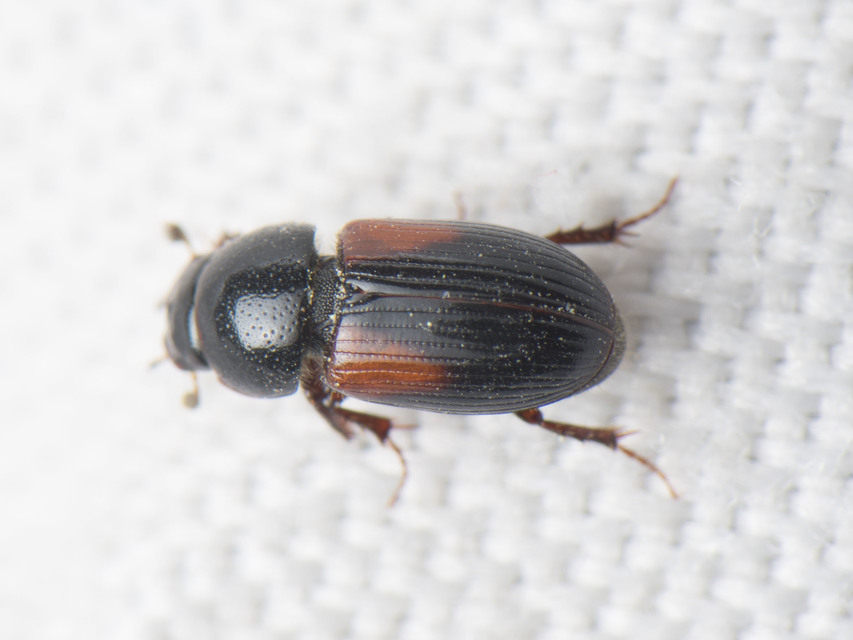 Aphodius varians - változékony trágyabogár