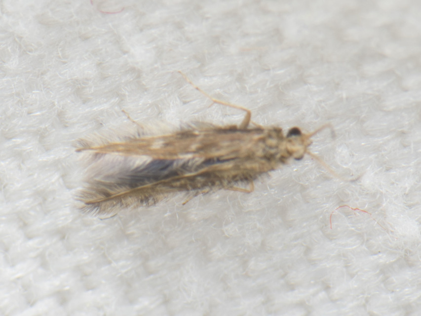 Trichoptera - Tegzesek