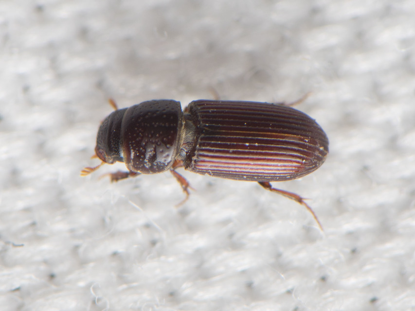 Pleurophorus caesus - hengeres trágyabogár