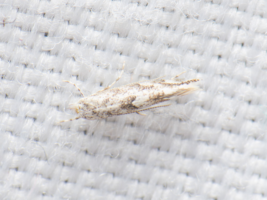 Gracillariidae - keskenyszárnyú molylepkefélék