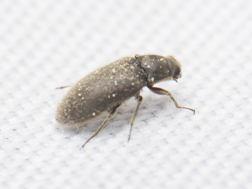 Dryopidae - fülescsápúbogár-félék